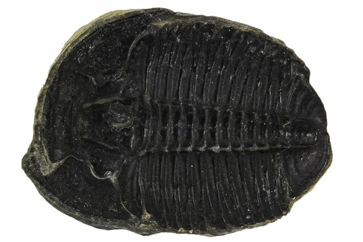 Elrathia Trilobite Fossil - Utah #108627